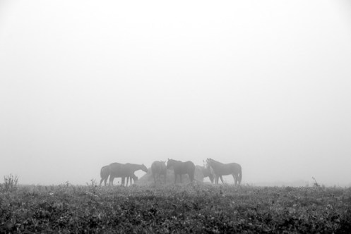 100412-FoggyAM-085-Edit