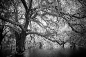 "Live Oaks #2 in Digital Infrared"