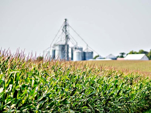 Cornfield with storage facility in the distance.